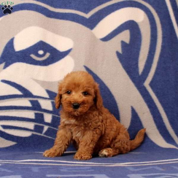 Urvan, Mini Goldendoodle Puppy